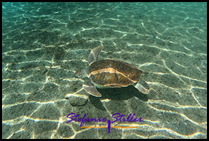 1228 SeaTurtle 06 1228 SeaTurtle 06