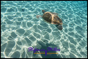 1228 SeaTurtle 07 1228 SeaTurtle 07