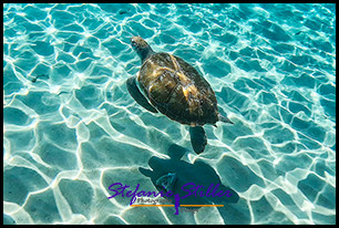 1228 SeaTurtle 08 1228 SeaTurtle 08