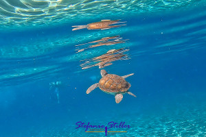 Breathing sea turtle