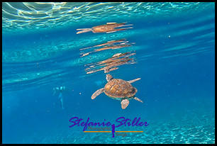 1228 SeaTurtle 09 1228 SeaTurtle 09