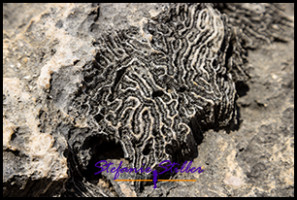 1228 Versteinert 01 1228 Versteinert 01