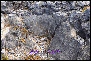 1228 Versteinert 02 1228 Versteinert 02