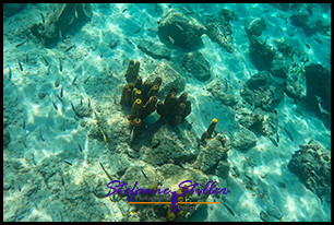 1229 Coral 01 1229 Coral 01