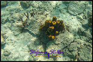 1229 Coral 02 1229 Coral 02