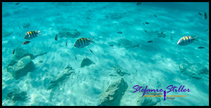 1229 Fish 01 1229 Fish 01