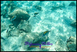 1229 Fish 02 1229 Fish 02