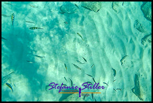 1229 UnderTheSea 01 1229 UnderTheSea 01