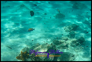 1229 UnderTheSea 02 1229 UnderTheSea 02