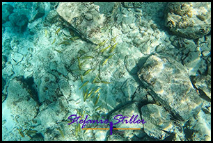 1229 UnderTheSea 03 1229 UnderTheSea 03