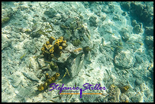 1229 UnderTheSea 04 1229 UnderTheSea 04