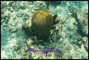 1229 UnderTheSea 05 1229 UnderTheSea 05