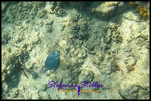 1229 UnderTheSea 06 1229 UnderTheSea 06