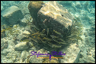 1229 UnderTheSea 07 1229 UnderTheSea 07