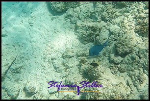 1229 UnderTheSea 08 1229 UnderTheSea 08