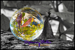 1231 LensBall Blaetter 01 1231 LensBall Blaetter 01