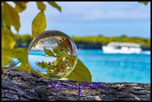 1231 LensBall Blaetter 03 1231 LensBall Blaetter 03