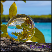 1231 LensBall Blaetter 04 1231 LensBall Blaetter 04