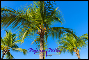 1231 Palme 01 1231 Palme 01