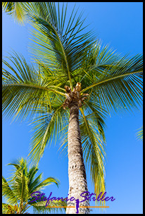 1231 Palme 02 1231 Palme 02