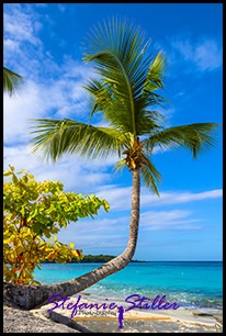 1231 Palme 03 1231 Palme 03