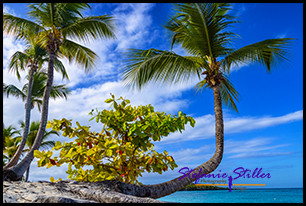 1231 Palme 04 1231 Palme 04