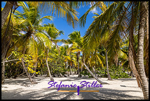 1231 Palme 05 1231 Palme 05