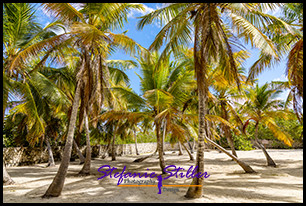 1231 Palme 06 1231 Palme 06