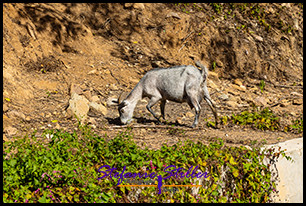 0103 EnglishHarbour 09 0103 EnglishHarbour 09