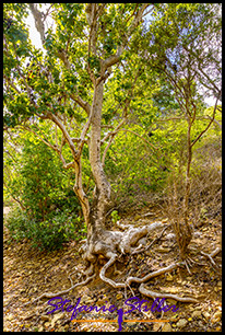 0103 EnglishHarbour 11 0103 EnglishHarbour 11