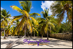 1231 Palme 07 1231 Palme 07