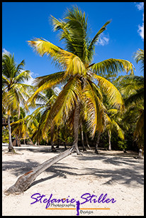 1231 Palme 08 1231 Palme 08