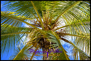 1231 Palme 09 1231 Palme 09