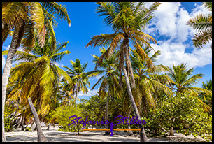 1231 Palme 10 1231 Palme 10