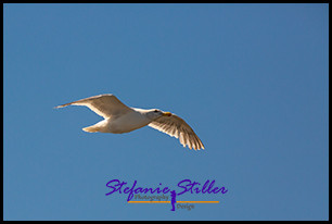 220807 Moewe 220807 Moewe