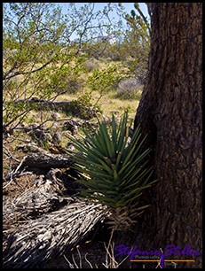 Neuer Trieb Neuer Trieb