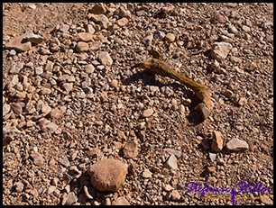 Erschreckender Fund Erschreckender Fund