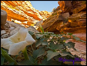 Hartnäckige Pflanzen Hartnäckige Pflanzen