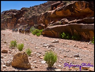 Lastenpferde Lastenpferde