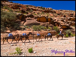 Lastenpferde tragen Gepäck Lastenpferde tragen Gepäck