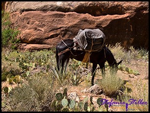 Ausgebüxt? Ausgebüxt?