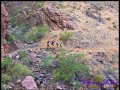 Bright Angel Trail - parallel zum Colorado