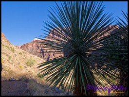 Auch hier: Palmen! Auch hier: Palmen!
