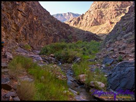 Wo Wasser ist, sind auch Pflanzen Wo Wasser ist, sind auch Pflanzen