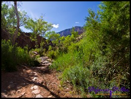 Indian Garden Indian Garden