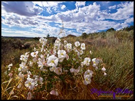 Trail zur Wave Trail zur Wave