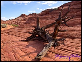 Trail zur Wave Trail zur Wave