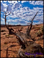 Trail zur Wave Trail zur Wave