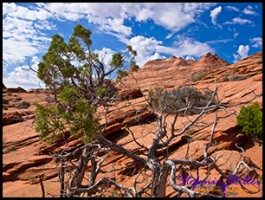 Trail zur Wave Trail zur Wave