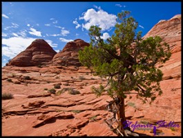 Trail zur Wave Trail zur Wave